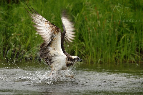 Orlovec říční (Pandion haliaetus), Orlovec říční (Pandion haliaetus), Osprey, Autor: Ondřej Prosický | NaturePhoto.cz, Model: Canon EOS-1D Mark III, Objektiv: Canon EF 200mm f/2 L IS USM + TC Canon 1.4x, Ohnisková vzdálenost (EQ35mm): 364 mm, stativ Gitzo, Clona: 3.5, Doba expozice: 1/250 s, ISO: 200, Kompenzace expozice: -2/3, Blesk: Ne, Vytvořeno: 4. června 2009 15:11:25, Kangasala (Finsko) 