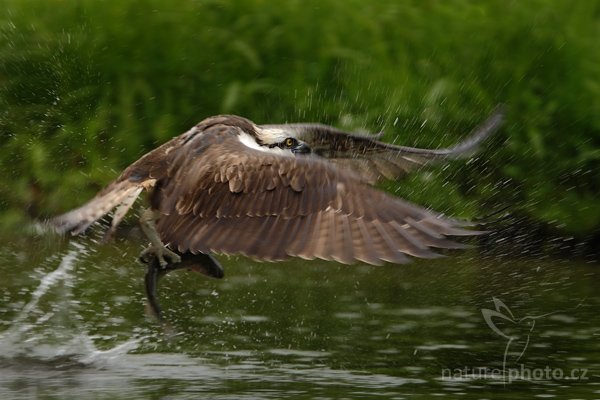 Orlovec říční (Pandion haliaetus), Orlovec říční (Pandion haliaetus), Osprey, Autor: Ondřej Prosický | NaturePhoto.cz, Model: Canon EOS-1D Mark III, Objektiv: Canon EF 200mm f/2 L IS USM + TC Canon 1.4x, Ohnisková vzdálenost (EQ35mm): 364 mm, stativ Gitzo, Clona: 3.5, Doba expozice: 1/320 s, ISO: 200, Kompenzace expozice: -2/3, Blesk: Ne, Vytvořeno: 4. června 2009 15:18:41, Kangasala (Finsko) 