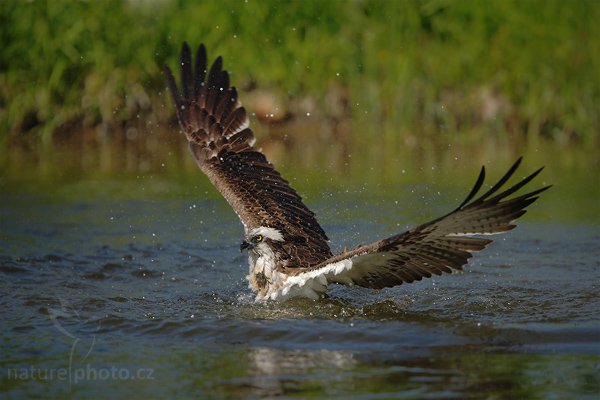 Orlovec říční (Pandion haliaetus), Orlovec říční (Pandion haliaetus), Osprey, Autor: Ondřej Prosický | NaturePhoto.cz, Model: Canon EOS-1D Mark III, Objektiv: Canon EF 200mm f/2 L IS USM + TC Canon 1.4x, Ohnisková vzdálenost (EQ35mm): 364 mm, stativ Gitzo, Clona: 2.8, Doba expozice: 1/2000 s, ISO: 100, Kompenzace expozice: -1, Blesk: Ne, Vytvořeno: 31. května 2009 12:08:52, Kangasala (Finsko) 