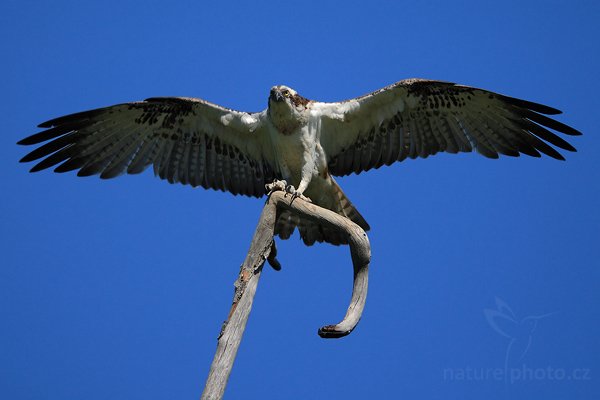 Orlovec říční (Pandion haliaetus), Orlovec říční (Pandion haliaetus), Osprey, Autor: Ondřej Prosický | NaturePhoto.cz, Model: Canon EOS-1D Mark III, Objektiv: Canon EF 200mm f/2 L IS USM + TC Canon 1.4x, Ohnisková vzdálenost (EQ35mm): 364 mm, stativ Gitzo, Clona: 2.8, Doba expozice: 1/5000 s, ISO: 100, Kompenzace expozice: -1, Blesk: Ne, Vytvořeno: 31. května 2009 12:03:31, Kangasala (Finsko) 