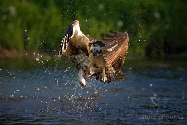 Orlovec říční (Pandion haliaetus), Orlovec říční (Pandion haliaetus), Osprey, Autor: Ondřej Prosický | NaturePhoto.cz, Model: Canon EOS-1D Mark III, Objektiv: Canon EF 200mm f/2 L IS USM, Ohnisková vzdálenost (EQ35mm): 260 mm, stativ Gitzo, Clona: 2.2, Doba expozice: 1/4000 s, ISO: 400, Kompenzace expozice: -1 1/3, Blesk: Ne, Vytvořeno: 1. června 2009 6:03:10, Kangasala (Finsko) 