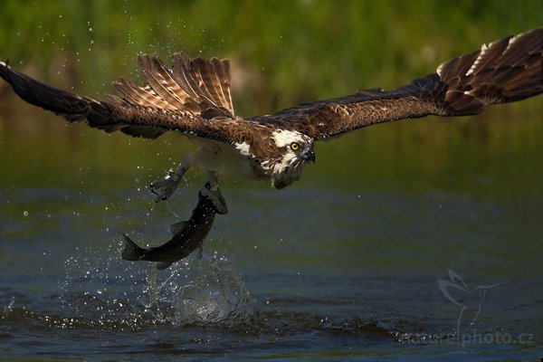 Orlovec říční (Pandion haliaetus), Orlovec říční (Pandion haliaetus), Osprey, Autor: Ondřej Prosický | NaturePhoto.cz, Model: Canon EOS-1D Mark III, Objektiv: Canon EF 200mm f/2 L IS USM + TC Canon 1.4x, Ohnisková vzdálenost (EQ35mm): 364 mm, stativ Gitzo, Clona: 2.8, Doba expozice: 1/2500 s, ISO: 100, Kompenzace expozice: -1, Blesk: Ne, Vytvořeno: 31. května 2009 12:08:55, Kangasala (Finsko) 