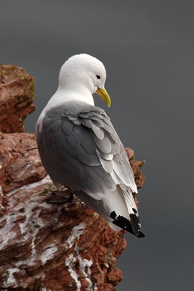 Racek tříprstý (Rissa tridactyla), Racek tříprstý (Rissa tridactyla), Kittiwake, Autor: Ondřej Prosický | NaturePhoto.cz, Model: Canon EOS-1D Mark III, Objektiv: Canon EF 500mm f/4 L IS USM, Ohnisková vzdálenost (EQ35mm): 910 mm, stativ Gitzo, Clona: 9.0, Doba expozice: 1/640 s, ISO: 250, Kompenzace expozice: -2/3, Blesk: Ne, Vytvořeno: 12. dubna 2009 11:00:07, ostrov Helgoland (Německo) 