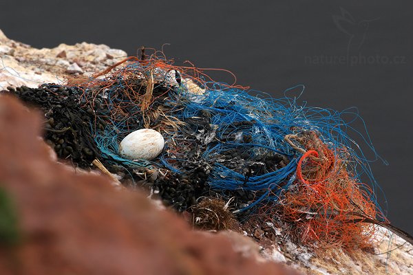 Terej bílý (Sula bassana), Terej bílý (Sula bassana) Northern Gannet, Autor: Ondřej Prosický | NaturePhoto.cz, Model: Canon EOS-1D Mark III, Objektiv: Canon EF 500mm f/4 L IS USM, Ohnisková vzdálenost (EQ35mm): 650 mm, stativ Gitzo, Clona: 13, Doba expozice: 1/200 s, ISO: 640, Kompenzace expozice: -1, Blesk: Ne, Vytvořeno: 12. dubna 2009 14:03:22, ostrov Helgoland (Německo) 