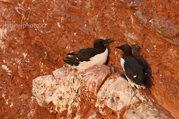 Alkoun úzkozobý (Uria aalge), Alkoun úzkozobý (Uria aalge), Guillemot, Autor: Ondřej Prosický | NaturePhoto.cz, Model: Canon EOS-1D Mark III, Objektiv: Canon EF 500mm f/4 L IS USM, Ohnisková vzdálenost (EQ35mm): 650 mm, stativ Gitzo, Clona: 8.0, Doba expozice: 1/800 s, ISO: 800, Kompenzace expozice: 0, Blesk: Ne, Vytvořeno: 11. dubna 2009 2:45:27, ostrov Helgoland (Německo) 