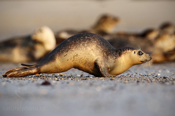 Tuleň kuželozubý (Halichoerus grypus), Tuleň kuželozubý (Halichoerus grypus), Atlantic Grey Seal, Autor: Ondřej Prosický | NaturePhoto.cz, Model: Canon EOS-1D Mark III, Objektiv: Canon EF 500mm f/4 L IS USM, Ohnisková vzdálenost (EQ35mm): 650 mm, stativ Gitzo, Clona: 6.3, Doba expozice: 1/1000 s, ISO: 400, Kompenzace expozice: 0, Blesk: Ne, Vytvořeno: 11. dubna 2009 13:27:17, ostrov Dune (Německo) 