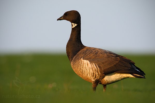 Berneška tmavá (Branta bernicla), Berneška tmavá (Branta bernicla), Autor: Ondřej Prosický | NaturePhoto.cz, Model: Canon EOS-1D Mark III, Objektiv: Canon EF 500mm f/4 L IS USM, Ohnisková vzdálenost (EQ35mm): 910 mm, stativ Gitzo, Clona: 8.0, Doba expozice: 1/400 s, ISO: 500, Kompenzace expozice: -1/3, Blesk: Ne, Vytvořeno: 10. dubna 2009 2:20:12, Bussum (Německo) 