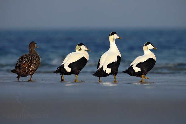 Kajka mořská (Somateria mollissima), Kajka mořská (Somateria mollissima), Eider, Autor: Ondřej Prosický | NaturePhoto.cz, Model: Canon EOS 5D Mark II, Objektiv: Canon EF 500mm f/4 L IS USM, stativ Gitzo, Clona: 9.0, Doba expozice: 1/800 s, ISO: 200, Kompenzace expozice: -2/3, Blesk: Ne, Vytvořeno: 12. dubna 2009 3:12:43, ostrov Helgoland (Německo) 