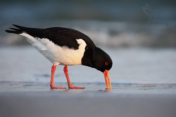 Ústřičník velký (Haematopus ostralegus), Ústřičník velký (Haematopus ostralegus), Autor: Ondřej Prosický | NaturePhoto.cz, Model: Canon EOS 5D Mark II, Objektiv: Canon EF 500mm f/4 L IS USM, stativ Gitzo, Clona: 6.3, Doba expozice: 1/500 s, ISO: 500, Kompenzace expozice: 0, Blesk: Ne, Vytvořeno: 12. dubna 2009 2:20:10, ostrov Helgoland (Německo) 