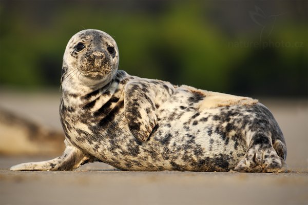 Tuleň kuželozubý (Halichoerus grypus), Tuleň kuželozubý (Halichoerus grypus), Atlantic Grey Seal, Autor: Ondřej Prosický | NaturePhoto.cz, Model: Canon EOS-1D Mark III, Objektiv: Canon EF 500mm f/4 L IS USM, Ohnisková vzdálenost (EQ35mm): 650 mm, stativ Gitzo, Clona: 6.3, Doba expozice: 1/400 s, ISO: 100, Kompenzace expozice: 0, Blesk: Ne, Vytvořeno: 11. dubna 2009 12:40:00, ostrov Dune (Německo) 