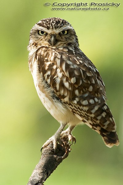 Sova králičí (Athene cunicularia),  Sova králičí (Athene cunicularia), Autor: Ondřej Prosický, Model aparátu: Canon EOS 300D DIGITAL, Objektiv: Canon EF 400mm f/5.6 L USM, Ohnisková vzdálenost: 400.00 mm, monopod 681B + 234RC, Clona: 10.00, Doba expozice: 1/200 s, ISO: 100, Vyvážení expozice: 0.67, Blesk: Ne, Vytvořeno: 13. prosince 2004, Dominical (Kostarika) 