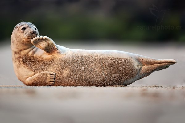 Tuleň kuželozubý (Halichoerus grypus), Tuleň kuželozubý (Halichoerus grypus), Atlantic Grey Seal, Autor: Ondřej Prosický | NaturePhoto.cz, Model: Canon EOS 5D Mark II, Objektiv: Canon EF 500mm f/4 L IS USM, stativ Gitzo, Clona: 4.5, Doba expozice: 1/500 s, ISO: 640, Kompenzace expozice: +1/3, Blesk: Ne, Vytvořeno: 11. dubna 2009 14:41:55, ostrov Dune (Německo) 