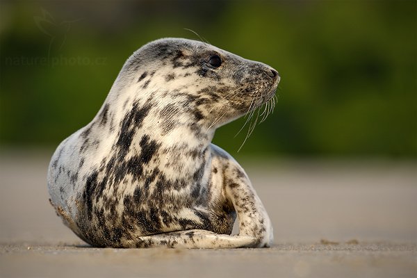 Tuleň kuželozubý (Halichoerus grypus), Tuleň kuželozubý (Halichoerus grypus), Atlantic Grey Seal, Autor: Ondřej Prosický | NaturePhoto.cz, Model: Canon EOS-1D Mark III, Objektiv: Canon EF 500mm f/4 L IS USM, Ohnisková vzdálenost (EQ35mm): 650 mm, stativ Gitzo, Clona: 6.3, Doba expozice: 1/500 s, ISO: 100, Kompenzace expozice: 0, Blesk: Ne, Vytvořeno: 11. dubna 2009 12:39:25, ostrov Dune (Německo) 