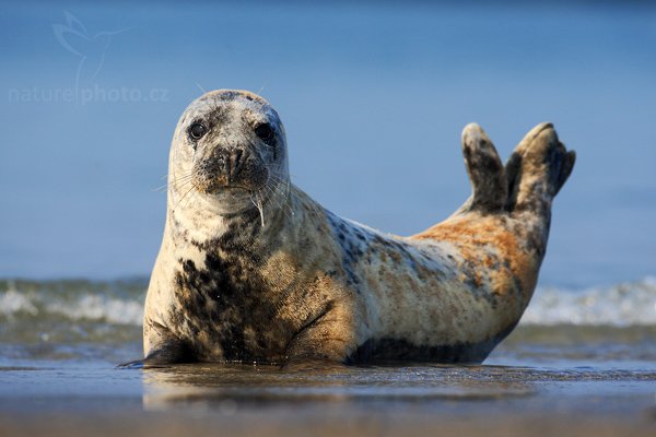 Tuleň kuželozubý (Halichoerus grypus), Tuleň kuželozubý (Halichoerus grypus), Atlantic Grey Seal, Autor: Ondřej Prosický | NaturePhoto.cz, Model: Canon EOS-1D Mark III, Objektiv: Canon EF 500mm f/4 L IS USM, Ohnisková vzdálenost (EQ35mm): 650 mm, stativ Gitzo, Clona: 6.3, Doba expozice: 1/800 s, ISO: 200, Kompenzace expozice: +1/3, Blesk: Ne, Vytvořeno: 11. dubna 2009 12:29:17, ostrov Dune(Německo)