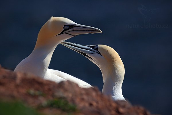 Terej bílý (Morus bassanus), Terej bílý (Sula bassana) Northern Gannet, Autor: Ondřej Prosický | NaturePhoto.cz, Model: Canon EOS 5D Mark II, Objektiv: Canon EF 500mm f/4 L IS USM, stativ Gitzo, Clona: 8.0, Doba expozice: 1/1600 s, ISO: 250, Kompenzace expozice: -1, Blesk: Ne, Vytvořeno: 10. dubna 2009 11:41:07, ostrov Helgoland (Německo) 