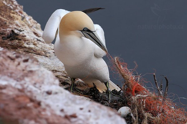 Terej bílý (Morus bassanus), Terej bílý (Sula bassana) Northern Gannet, Autor: Ondřej Prosický | NaturePhoto.cz, Model: Canon EOS-1D Mark III, Objektiv: Canon EF 500mm f/4 L IS USM, Ohnisková vzdálenost (EQ35mm): 650 mm, stativ Gitzo, Clona: 8.0, Doba expozice: 1/640 s, ISO: 640, Kompenzace expozice: -2/3, Blesk: Ne, Vytvořeno: 12. dubna 2009 14:09:18, ostrov Helgoland (Německo) 