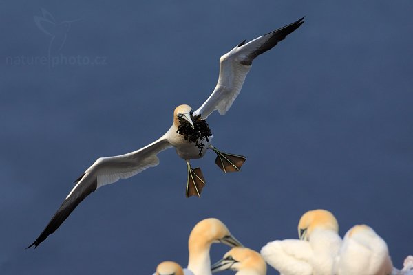 Terej bílý (Morus bassanus), Terej bílý (Sula bassana) Northern Gannet, Autor: Ondřej Prosický | NaturePhoto.cz, Model: Canon EOS-1D Mark III, Objektiv: Canon EF 500mm f/4 L IS USM, Ohnisková vzdálenost (EQ35mm): 650 mm, stativ Gitzo, Clona: 6.3, Doba expozice: 1/1600 s, ISO: 250, Kompenzace expozice: -2/3, Blesk: Ne, Vytvořeno: 13. dubna 2009 4:20:01, ostrov Helgoland (Německo) 