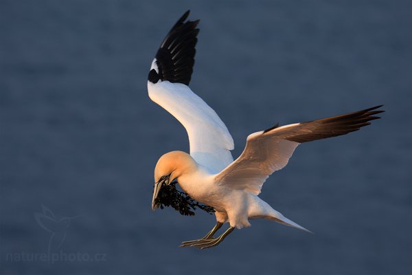 Terej bílý (Morus bassanus), Terej bílý (Sula bassana) Northern Gannet, Autor: Ondřej Prosický | NaturePhoto.cz, Model: Canon EOS-1D Mark III, Objektiv: Canon EF 500mm f/4 L IS USM, Ohnisková vzdálenost (EQ35mm): 650 mm, stativ Gitzo, Clona: 10, Doba expozice: 1/400 s, ISO: 800, Kompenzace expozice: 0, Blesk: Ne, Vytvořeno: 11. dubna 2009 2:31:37, ostrov Helgoland (Německo) 