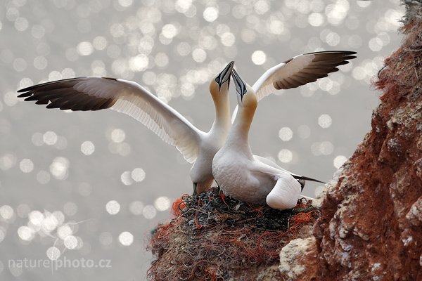 Terej bílý (Morus bassanus), Terej bílý (Sula bassana) Northern Gannet, Autor: Ondřej Prosický | NaturePhoto.cz, Model: Canon EOS-1D Mark III, Objektiv: Canon EF 500mm f/4 L IS USM, Ohnisková vzdálenost (EQ35mm): 650 mm, stativ Gitzo, Clona: 7.1, Doba expozice: 1/1000 s, ISO: 250, Kompenzace expozice: +1/3, Blesk: Ne, Vytvořeno: 12. dubna 2009 11:37:03, ostrov Helgoland (Německo) 