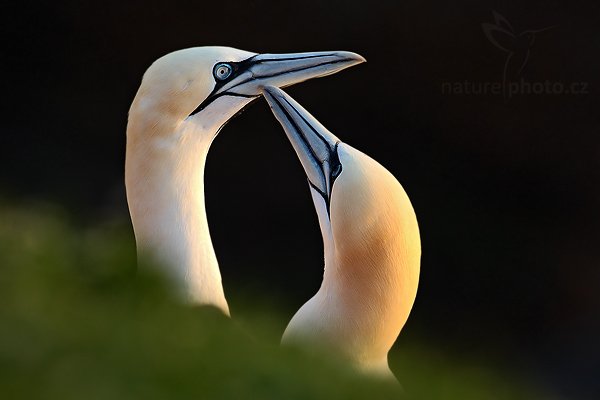 Terej bílý (Morus bassanus), Terej bílý (Sula bassana) Northern Gannet, Autor: Ondřej Prosický | NaturePhoto.cz, Model: Canon EOS-1D Mark III, Objektiv: Canon EF 500mm f/4 L IS USM, Ohnisková vzdálenost (EQ35mm): 650 mm, stativ Gitzo, Clona: 6.3, Doba expozice: 1/320 s, ISO: 400, Kompenzace expozice: -2/3, Blesk: Ne, Vytvořeno: 10. dubna 2009 14:32:03, ostrov Helgoland (Německo) 