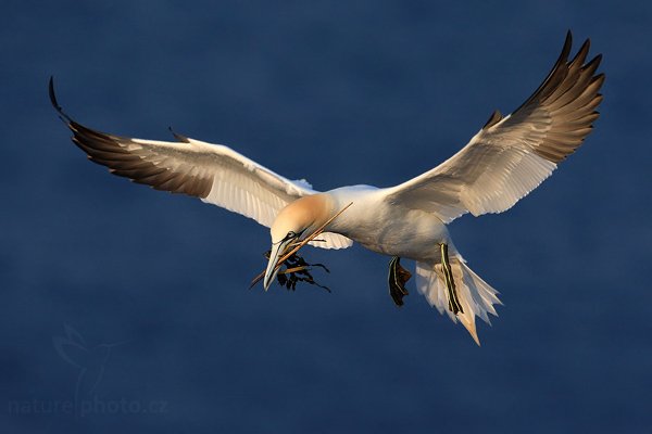 Terej bílý (Morus bassanus), Terej bílý (Sula bassana) Northern Gannet, Autor: Ondřej Prosický | NaturePhoto.cz, Model: Canon EOS-1D Mark III, Objektiv: Canon EF 500mm f/4 L IS USM, Ohnisková vzdálenost (EQ35mm): 650 mm, stativ Gitzo, Clona: 6.3, Doba expozice: 1/1600 s, ISO: 320, Kompenzace expozice: -1, Blesk: Ne, Vytvořeno: 11. dubna 2009 3:12:32, ostrov Helgoland (Německo) 