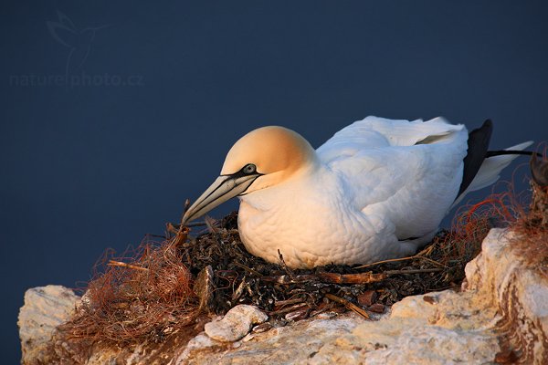 Terej bílý (Morus bassanus), Terej bílý (Sula bassana) Northern Gannet, Autor: Ondřej Prosický | NaturePhoto.cz, Model: Canon EOS-1D Mark III, Objektiv: Canon EF 500mm f/4 L IS USM, Ohnisková vzdálenost (EQ35mm): 1300 mm, stativ Gitzo, Clona: 10, Doba expozice: 1/400 s, ISO: 800, Kompenzace expozice: 0, Blesk: Ne, Vytvořeno: 11. dubna 2009 2:30:22, ostrov Helgoland (Německo) 