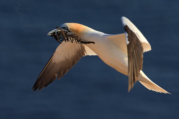 Terej bílý (Morus bassanus), Terej bílý (Sula bassana) Northern Gannet, Autor: Ondřej Prosický | NaturePhoto.cz, Model: Canon EOS-1D Mark III, Objektiv: Canon EF 500mm f/4 L IS USM, Ohnisková vzdálenost (EQ35mm): 650 mm, stativ Gitzo, Clona: 7.1, Doba expozice: 1/1250 s, ISO: 250, Kompenzace expozice: -2/3, Blesk: Ne, Vytvořeno: 10. dubna 2009 12:50:11, ostrov Helgoland (Německo) 