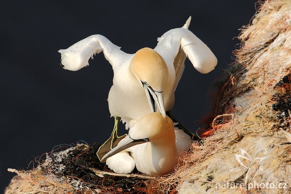 Terej bílý (Morus bassanus), Terej bílý (Sula bassana) Northern Gannet, Autor: Ondřej Prosický | NaturePhoto.cz, Model: Canon EOS-1D Mark III, Objektiv: Canon EF 500mm f/4 L IS USM, Ohnisková vzdálenost (EQ35mm): 1300 mm, stativ Gitzo, Clona: 10, Doba expozice: 1/800 s, ISO: 250, Kompenzace expozice: -1/3, Blesk: Ne, Vytvořeno: 11. dubna 2009 4:35:26, ostrov Helgoland (Německo) 