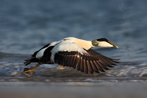 Kajka mořská (Somateria mollissima), Kajka mořská (Somateria mollissima), Eider, Autor: Ondřej Prosický | NaturePhoto.cz, Model: Canon EOS 5D Mark II, Objektiv: Canon EF 500mm f/4 L IS USM, stativ Gitzo, Clona: 8.0, Doba expozice: 1/640 s, ISO: 200, Kompenzace expozice: -1/3, Blesk: Ne, Vytvořeno: 12. dubna 2009 3:17:36, ostrov Helgoland (Německo) 