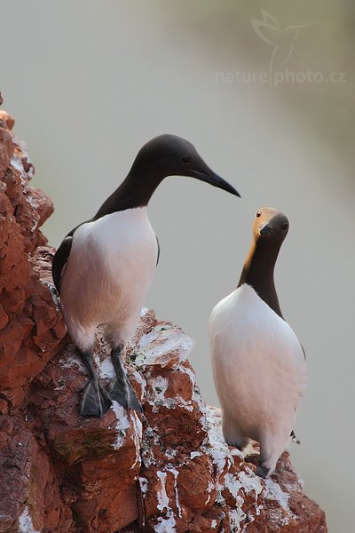 Alkoun úzkozobý (Uria aalge), Alkoun úzkozobý (Uria aalge), Guillemot, Autor: Ondřej Prosický | NaturePhoto.cz, Model: Canon EOS-1D Mark III, Objektiv: Canon EF 500mm f/4 L IS USM, Ohnisková vzdálenost (EQ35mm): 1300 mm, stativ Gitzo, Clona: 9.0, Doba expozice: 1/500 s, ISO: 400, Kompenzace expozice: -1/3, Blesk: Ne, Vytvořeno: 11. dubna 2009 4:32:39, ostrov Helgoland (Německo) 