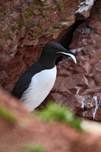 Alkoun úzkozobý (Uria aalge), Alkoun úzkozobý (Uria aalge), Guillemot,  Autor: Ondřej Prosický | NaturePhoto.cz, Model: Canon EOS-1D Mark III, Objektiv: Canon EF 500mm f/4 L IS USM, Ohnisková vzdálenost (EQ35mm): 1300 mm, stativ Gitzo, Clona: 8.0, Doba expozice: 1/250 s, ISO: 400, Kompenzace expozice: -2/3, Blesk: Ne, Vytvořeno: 11. dubna 2009 4:28:22, ostrov Helgoland (Německo) 