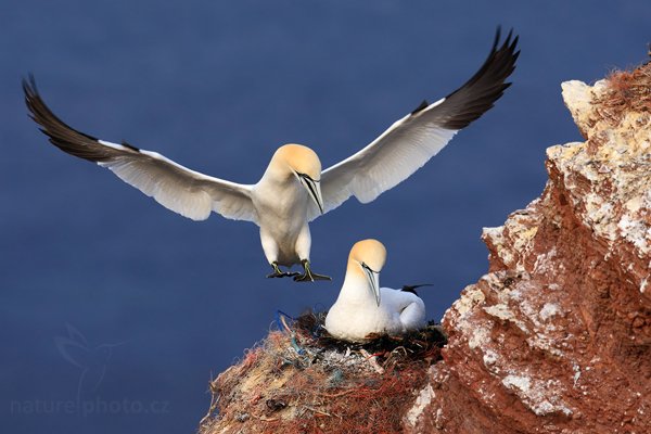 Terej bílý (Sula bassana), Terej bílý (Sula bassana) Northern Gannet, Autor: Ondřej Prosický | NaturePhoto.cz, Model: Canon EOS-1D Mark III, Objektiv: Canon EF 500mm f/4 L IS USM, Ohnisková vzdálenost (EQ35mm): 650 mm, stativ Gitzo, Clona: 7.1, Doba expozice: 1/800 s, ISO: 250, Kompenzace expozice: -1/3, Blesk: Ne, Vytvořeno: 13. dubna 2009 3:44:08, ostrov Helgoland (Německo) 