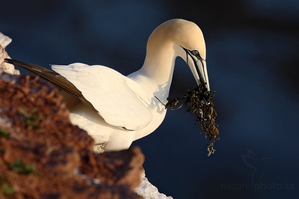 Terej bílý (Sula bassana), Terej bílý (Sula bassana) Northern Gannet, Autor: Ondřej Prosický | NaturePhoto.cz, Model: Canon EOS-1D Mark III, Objektiv: Canon EF 500mm f/4 L IS USM, Ohnisková vzdálenost (EQ35mm): 650 mm, stativ Gitzo, Clona: 7.1, Doba expozice: 1/800 s, ISO: 250, Kompenzace expozice: -1, Blesk: Ne, Vytvořeno: 10. dubna 2009 13:59:31, ostrov Helgoland (Německo) 