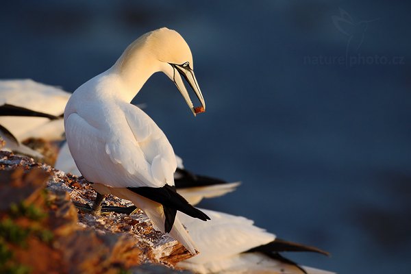 Terej bílý (Sula bassana), Terej bílý (Sula bassana) Northern Gannet, Autor: Ondřej Prosický | NaturePhoto.cz, Model: Canon EOS-1D Mark III, Objektiv: Canon EF 500mm f/4 L IS USM, Ohnisková vzdálenost (EQ35mm): 650 mm, stativ Gitzo, Clona: 6.3, Doba expozice: 1/800 s, ISO: 320, Kompenzace expozice: -2/3, Blesk: Ne, Vytvořeno: 10. dubna 2009 14:14:05, ostrov Helgoland (Německo)