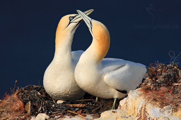 Terej bílý (Sula bassana), Terej bílý (Sula bassana) Northern Gannet, Autor: Ondřej Prosický | NaturePhoto.cz, Model: Canon EOS-1D Mark III, Objektiv: Canon EF 500mm f/4 L IS USM, Ohnisková vzdálenost (EQ35mm): 1300 mm, stativ Gitzo, Clona: 9.0, Doba expozice: 1/800 s, ISO: 200, Kompenzace expozice: -1/3, Blesk: Ne, Vytvořeno: 11. dubna 2009 4:19:22, ostrov Helgoland (Německo) 