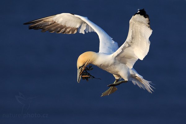 Terej bílý (Sula bassana), Terej bílý (Sula bassana) Northern Gannet, Autor: Ondřej Prosický | NaturePhoto.cz, Model: Canon EOS-1D Mark III, Objektiv: Canon EF 500mm f/4 L IS USM, Ohnisková vzdálenost (EQ35mm): 650 mm, stativ Gitzo, Clona: 6.3, Doba expozice: 1/1600 s, ISO: 320, Kompenzace expozice: -1, Blesk: Ne, Vytvořeno: 11. dubna 2009 3:12:34, ostrov Helgoland (Německo) 