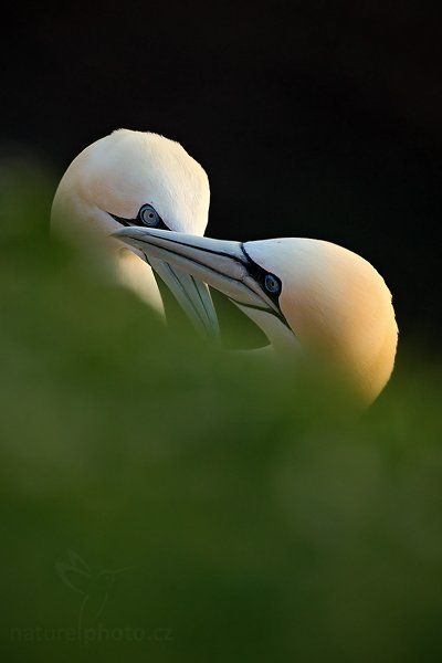 Terej bílý (Sula bassana), Terej bílý (Sula bassana) Northern Gannet, Autor: Ondřej Prosický | NaturePhoto.cz, Model: Canon EOS-1D Mark III, Objektiv: Canon EF 500mm f/4 L IS USM, Ohnisková vzdálenost (EQ35mm): 650 mm, stativ Gitzo, Clona: 5.6, Doba expozice: 1/500 s, ISO: 400, Kompenzace expozice: -1, Blesk: Ne, Vytvořeno: 10. dubna 2009 14:32:45, ostrov Helgoland (Německo) 