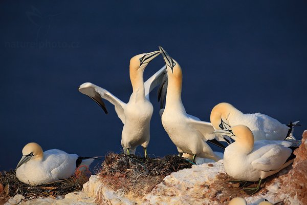 Terej bílý (Sula bassana), Terej bílý (Sula bassana) Northern Gannet, Autor: Ondřej Prosický | NaturePhoto.cz, Model: Canon EOS-1D Mark III, Objektiv: Canon EF 500mm f/4 L IS USM, Ohnisková vzdálenost (EQ35mm): 650 mm, stativ Gitzo, Clona: 6.3, Doba expozice: 1/2500 s, ISO: 320, Kompenzace expozice: -1, Blesk: Ne, Vytvořeno: 11. dubna 2009 3:20:58, ostrov Helgoland (Německo) 