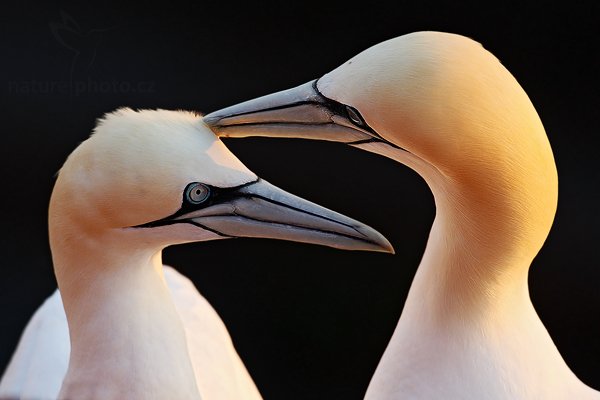 Terej bílý (Sula bassana), Terej bílý (Sula bassana) Northern Gannet, Autor: Ondřej Prosický | NaturePhoto.cz, Model: Canon EOS-1D Mark III, Objektiv: Canon EF 500mm f/4 L IS USM, Ohnisková vzdálenost (EQ35mm): 650 mm, stativ Gitzo, Clona: 6.3, Doba expozice: 1/320 s, ISO: 400, Kompenzace expozice: -1, Blesk: Ne, Vytvořeno: 10. dubna 2009 14:46:23, ostrov Helgoland (Německo) 