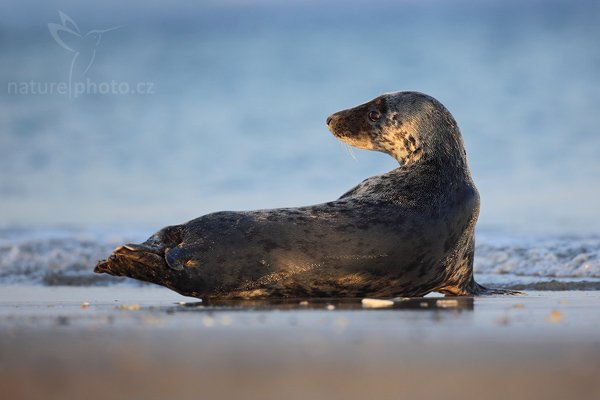 Tuleň kuželozubý (Halichoerus grypus), Tuleň kuželozubý (Halichoerus grypus), Atlantic Grey Seal, Autor: Ondřej Prosický | NaturePhoto.cz, Model: Canon EOS 5D Mark II, Objektiv: Canon EF 500mm f/4 L IS USM, stativ Gitzo, Clona: 5.0, Doba expozice: 1/500 s, ISO: 200, Kompenzace expozice: 0, Blesk: Ne, Vytvořeno: 12. dubna 2009 2:36:22, ostrov Helgoland (Německo) 