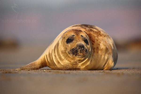 Tuleň kuželozubý (Halichoerus grypus), Tuleň kuželozubý (Halichoerus grypus), Atlantic Grey Seal, Autor: Ondřej Prosický | NaturePhoto.cz, Model: Canon EOS 5D Mark II, Objektiv: Canon EF 500mm f/4 L IS USM, stativ Gitzo, Clona: 6.3, Doba expozice: 1/500 s, ISO: 200, Kompenzace expozice: 0, Blesk: Ne, Vytvořeno: 12. dubna 2009 2:49:04, ostrov Dune (Německo) 