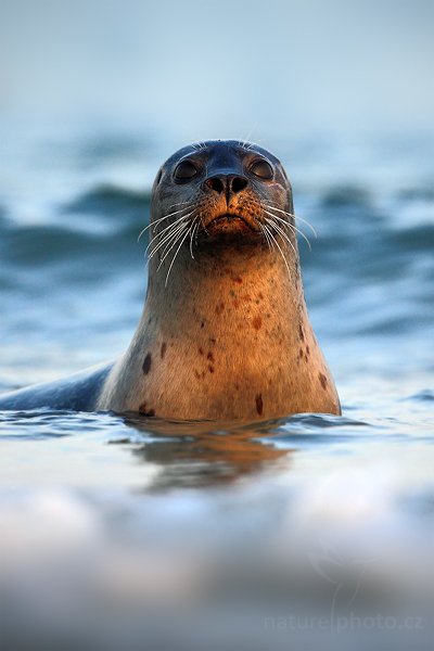 Tuleň kuželozubý (Halichoerus grypus), Tuleň kuželozubý (Halichoerus grypus), Atlantic Grey Seal,  Autor: Ondřej Prosický | NaturePhoto.cz, Model: Canon EOS 5D Mark II, Objektiv: Canon EF 500mm f/4 L IS USM, stativ Gitzo, Clona: 5.0, Doba expozice: 1/800 s, ISO: 500, Kompenzace expozice: 0, Blesk: Ne, Vytvořeno: 12. dubna 2009 2:18:33, ostrov Dune (Německo) 