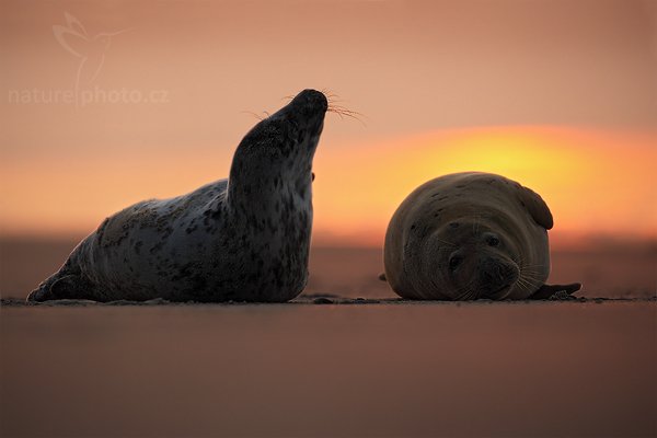 Tuleň kuželozubý (Halichoerus grypus), Tuleň kuželozubý (Halichoerus grypus), Atlantic Grey Seal, Autor: Ondřej Prosický | NaturePhoto.cz, Model: Canon EOS 5D Mark II, Objektiv: Canon EF 500mm f/4 L IS USM, stativ Gitzo, Clona: 5.6, Doba expozice: 1/640 s, ISO: 400, Kompenzace expozice: -1/3, Blesk: Ne, Vytvořeno: 11. dubna 2009 14:48:09, ostrov Helgoland (Německo) 