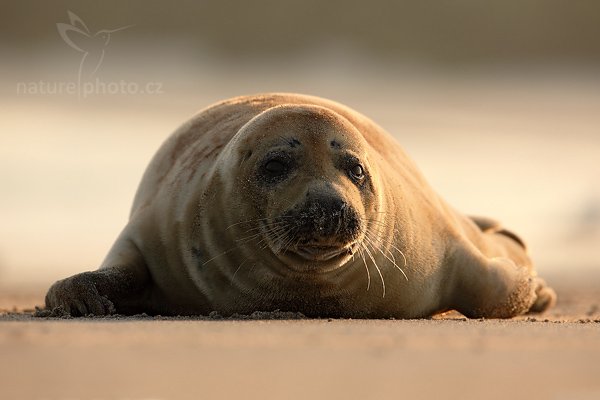 Tuleň kuželozubý (Halichoerus grypus), Tuleň kuželozubý (Halichoerus grypus), Atlantic Grey Seal, Autor: Ondřej Prosický | NaturePhoto.cz, Model: Canon EOS 5D Mark II, Objektiv: Canon EF 500mm f/4 L IS USM, stativ Gitzo, Clona: 8.0, Doba expozice: 1/320 s, ISO: 200, Kompenzace expozice: -1/3, Blesk: Ne, Vytvořeno: 12. dubna 2009 2:55:34, ostrov Dune (Německo)