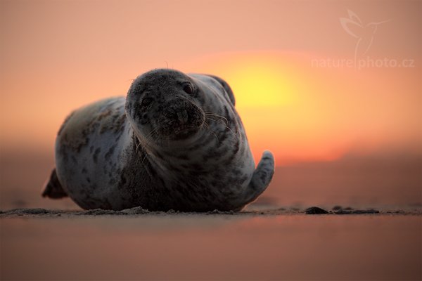 Tuleň kuželozubý (Halichoerus grypus), Tuleň kuželozubý (Halichoerus grypus), Atlantic Grey Seal, Autor: Ondřej Prosický | NaturePhoto.cz, Model: Canon EOS 5D Mark II, Objektiv: Canon EF 500mm f/4 L IS USM, stativ Gitzo, Clona: 5.0, Doba expozice: 1/500 s, ISO: 400, Kompenzace expozice: 0, Blesk: Ne, Vytvořeno: 11. dubna 2009 14:51:34, ostrov Dune (Německo) 