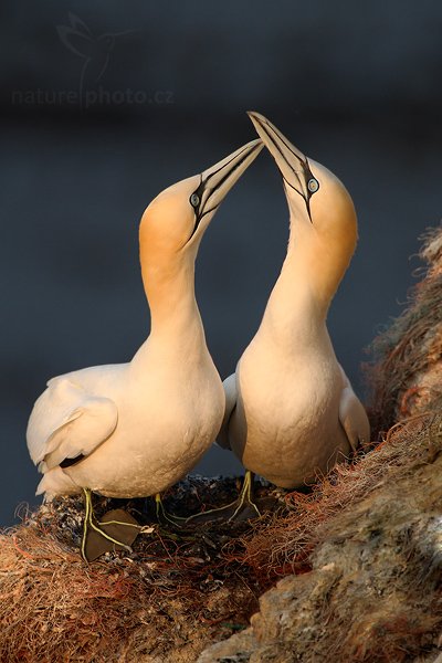 Terej bílý (Sula bassana), Terej bílý (Sula bassana) Northern Gannet, Autor: Ondřej Prosický | NaturePhoto.cz, Model: Canon EOS-1D Mark III, Objektiv: Canon EF 500mm f/4 L IS USM + TC Canon 2x, Ohnisková vzdálenost (EQ35mm): 1300 mm, stativ Gitzo, Clona: 9.0, Doba expozice: 1/640 s, ISO: 800, Kompenzace expozice: 0, Blesk: Ne, Vytvořeno: 11. dubna 2009 2:47:28, ostrov Helgoland (Německo) 