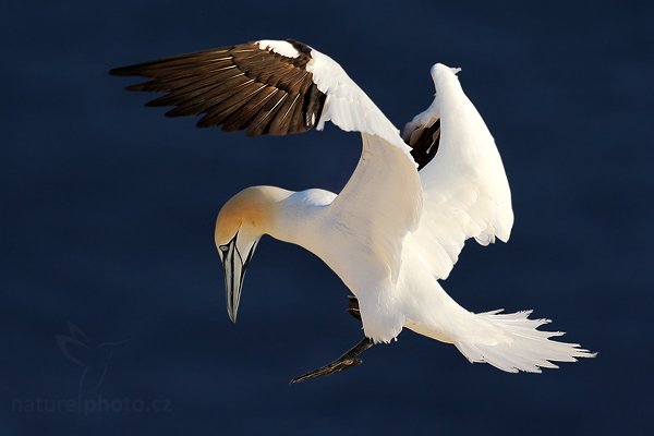 Terej bílý (Sula bassana), Terej bílý (Sula bassana) Northern Gannet, Autor: Ondřej Prosický | NaturePhoto.cz, Model: Canon EOS-1D Mark III, Objektiv: Canon EF 500mm f/4 L IS USM, Ohnisková vzdálenost (EQ35mm): 650 mm, stativ Gitzo, Clona: 7.1, Doba expozice: 1/2000 s, ISO: 250, Kompenzace expozice: -1, Blesk: Ne, Vytvořeno: 10. dubna 2009 13:18:19, ostrov Helgoland (Německo) 