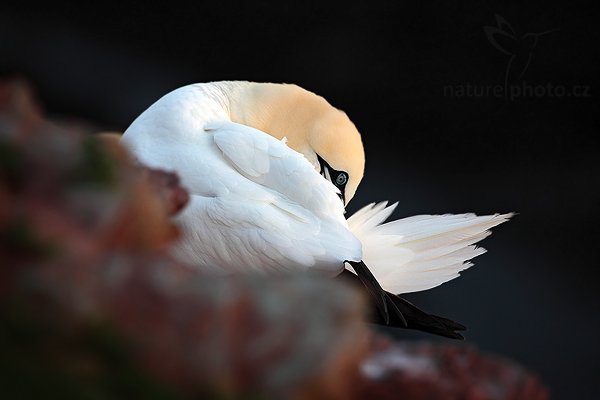 Terej bílý (Sula bassana), Terej bílý (Sula bassana) Northern Gannet, Autor: Ondřej Prosický | NaturePhoto.cz, Model: Canon EOS 5D Mark II, Objektiv: Canon EF 500mm f/4 L IS USM, stativ Gitzo, Clona: 6.3, Doba expozice: 1/200 s, ISO: 640, Kompenzace expozice: -1, Blesk: Ne, Vytvořeno: 10. dubna 2009 15:13:52, ostrov Helgoland (Německo) 