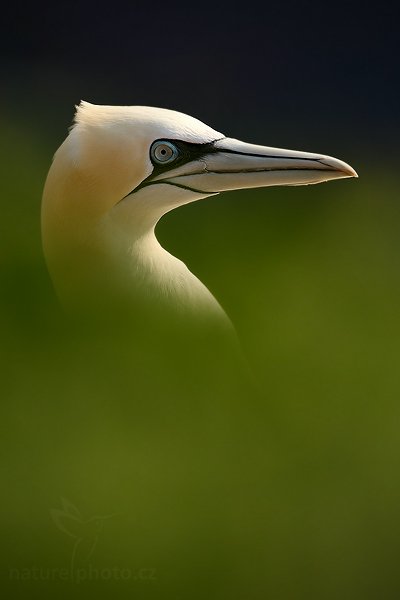 Terej bílý (Sula bassana), Terej bílý (Sula bassana) Northern Gannet, Autor: Ondřej Prosický | NaturePhoto.cz, Model: Canon EOS-1D Mark III, Objektiv: Canon EF 500mm f/4 L IS USM, Ohnisková vzdálenost (EQ35mm): 650 mm, stativ Gitzo, Clona: 6.3, Doba expozice: 1/500 s, ISO: 200, Kompenzace expozice: -1, Blesk: Ne, Vytvořeno: 10. dubna 2009 13:45:45, ostrov Helgoland (Německo) 