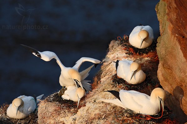 Terej bílý (Sula bassana), Terej bílý (Sula bassana) Northern Gannet, Autor: Ondřej Prosický | NaturePhoto.cz, Model: Canon EOS-1D Mark III, Objektiv: Canon EF 500mm f/4 L IS USM, Ohnisková vzdálenost (EQ35mm): 650 mm, stativ Gitzo, Clona: 5.6, Doba expozice: 1/2000 s, ISO: 500, Kompenzace expozice: -1, Blesk: Ne, Vytvořeno: 11. dubna 2009 2:59:14, ostrov Helgoland (Německo) 